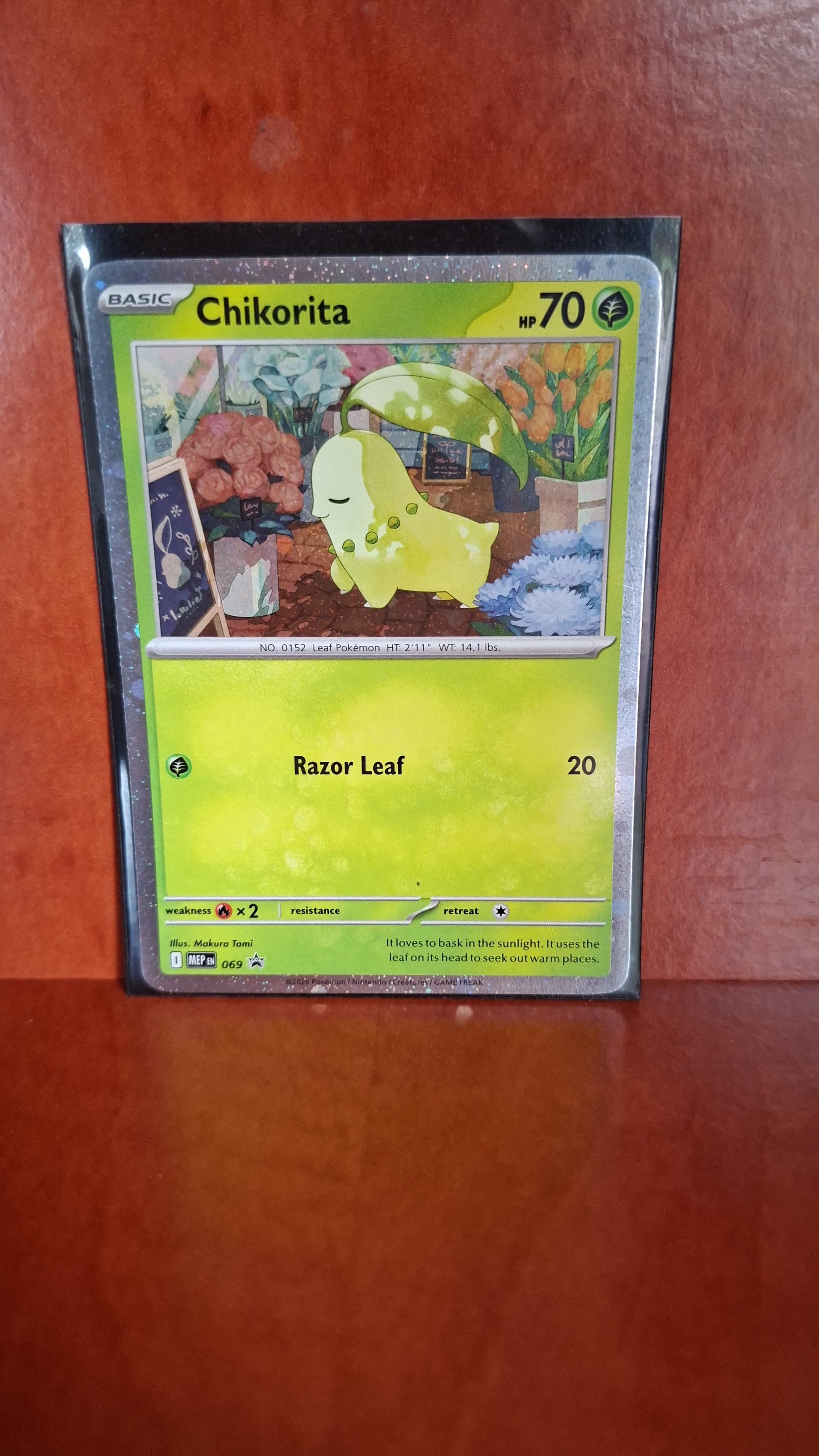 Chikorita